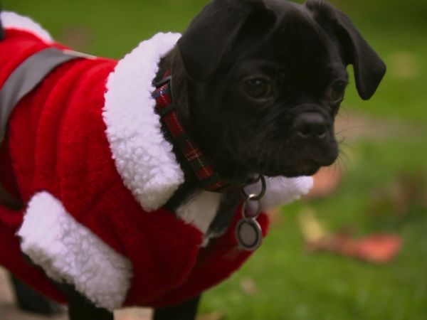 Paul O'Grady: For the Love of Dogs - Episode 9