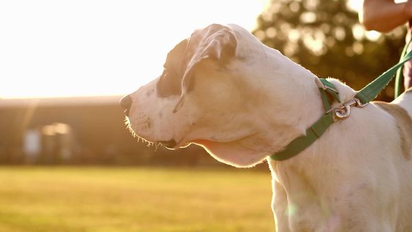 Paul O'Grady: For the Love of Dogs - Episode 5