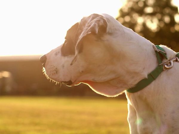 Paul O'Grady: For the Love of Dogs - Episode 5
