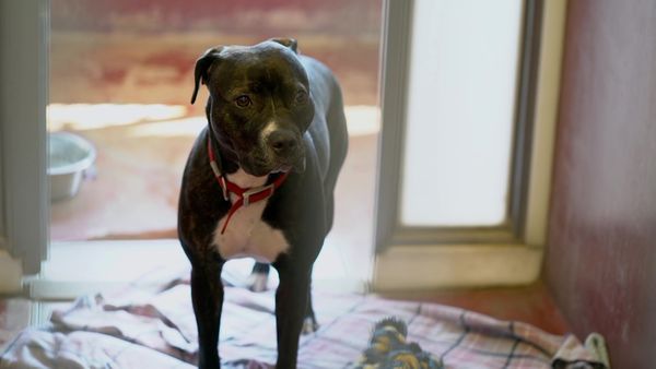 Paul O'Grady: For the Love of Dogs - Episode 1