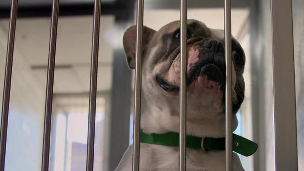 Paul O'Grady: For the Love of Dogs - Episode 2