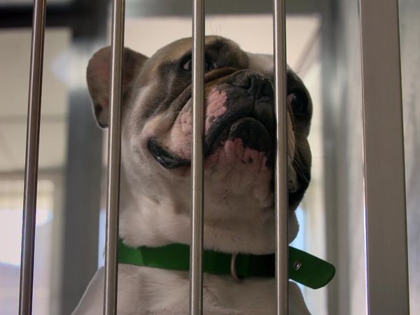 Paul O'Grady: For the Love of Dogs - Episode 2