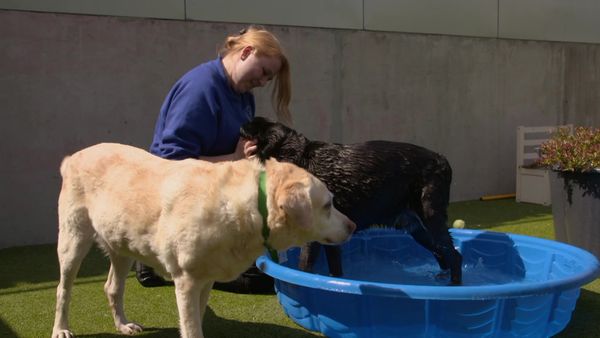 Paul O'Grady: For the Love of Dogs - Episode 3