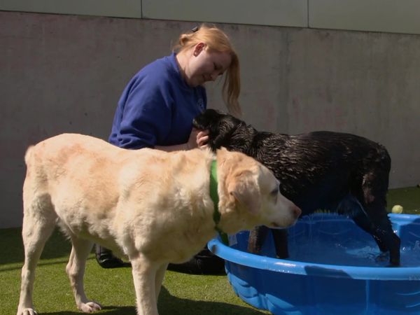 Paul O'Grady: For the Love of Dogs - Episode 3