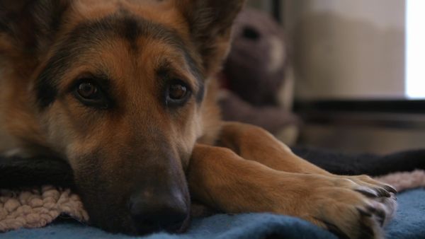 Paul O'Grady: For the Love of Dogs - Episode 7