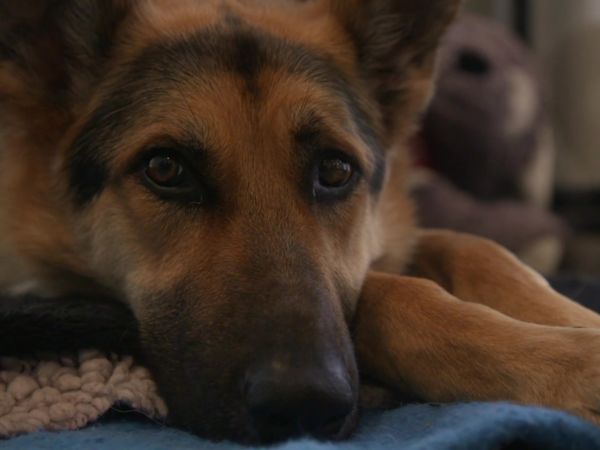 Paul O'Grady: For the Love of Dogs - Episode 7