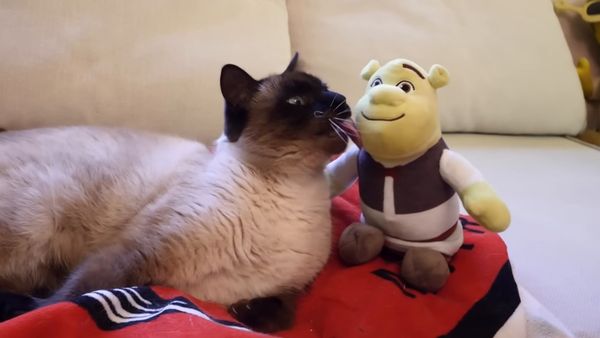 Tartin - Tartin - J'AI ESSAYÉ DES OBJETS BIZARRES POUR CHAT