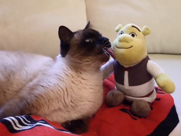 Tartin - Tartin - J'AI ESSAYÉ DES OBJETS BIZARRES POUR CHAT