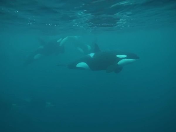 Kara and Nate - Swimming with Wild Orcas in Norway