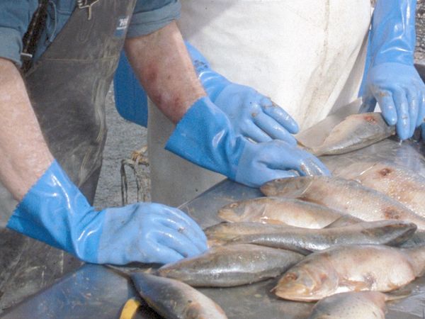 Diagnosis: Unknown - Dangerous Catch