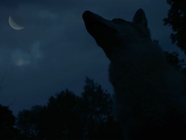 Detective Anna - The Zatonsk Werewolf - Part 1