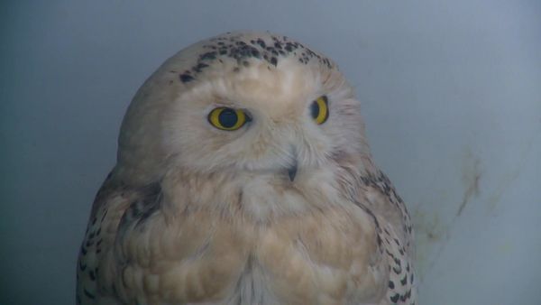 Hope in the Wild - Owl Around Town