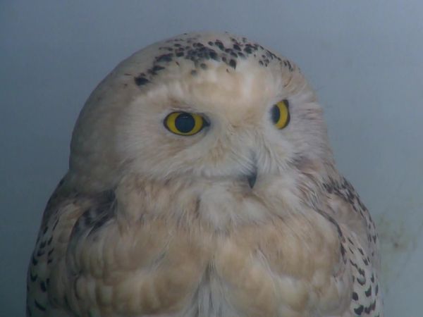 Hope in the Wild - Owl Around Town