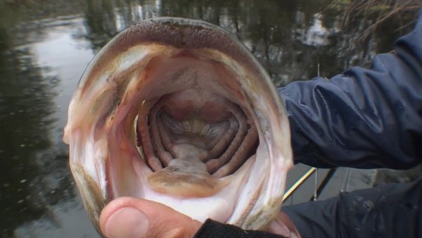 Inside Sportfishing - Bassport to Lake Barrett: Top Bass Honey Hole