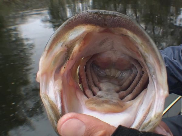 Inside Sportfishing - Bassport to Lake Barrett: Top Bass Honey Hole