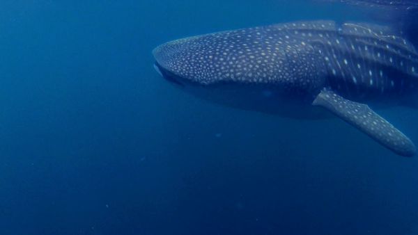 Inside Sportfishing - Swimming with 15 Ton Fish in Bahia de Los Angeles