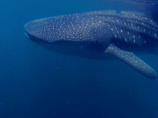 Inside Sportfishing - Swimming with 15 Ton Fish in Bahia de Los Angeles