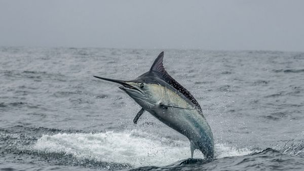 Inside Sportfishing - Legendary Black Marlin Eruption in Costa Rica