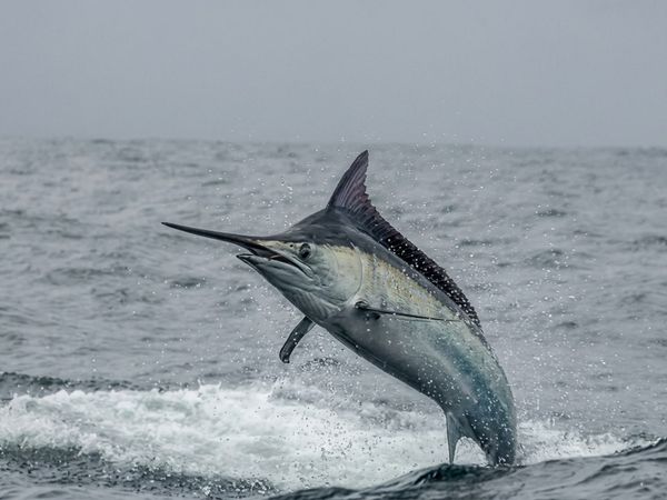 Inside Sportfishing - Legendary Black Marlin Eruption in Costa Rica