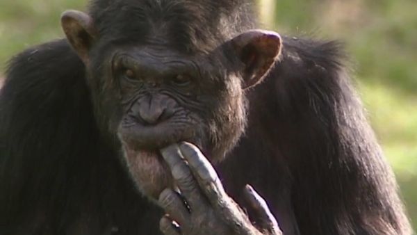 Monkey Business (1998) - Episode 4