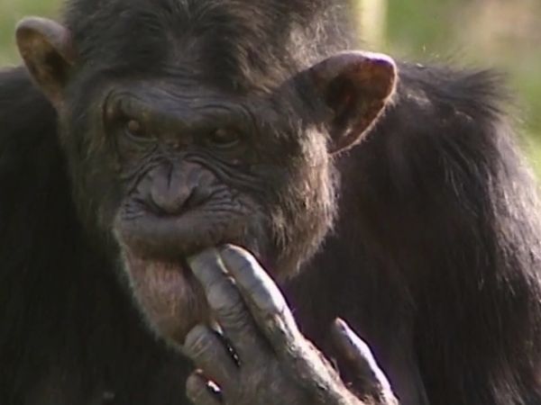 Monkey Business (1998) - Episode 4
