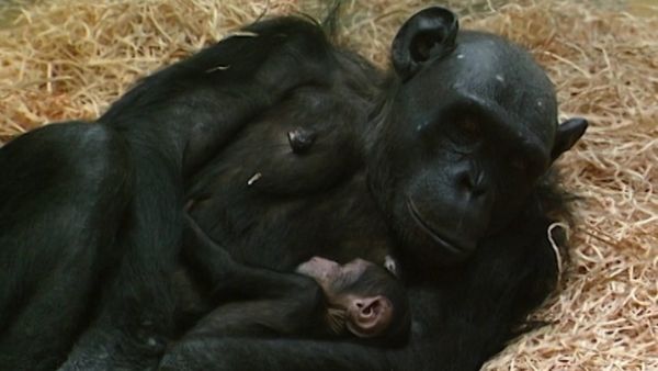 Monkey Business (1998) - Episode 6