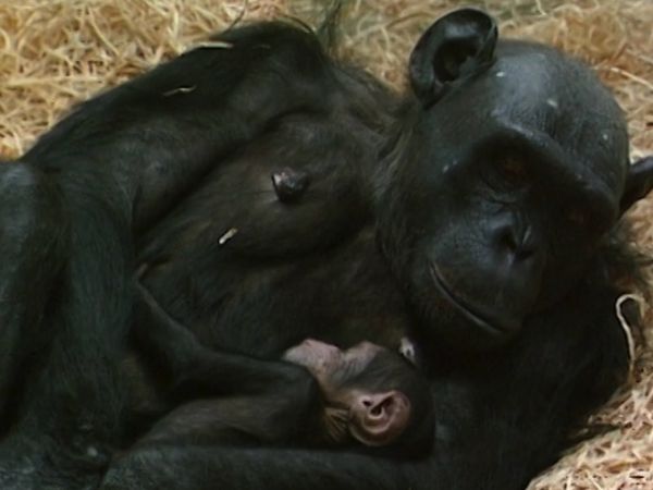 Monkey Business (1998) - Episode 6