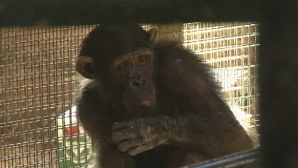 Monkey Business (1998) - Episode 8