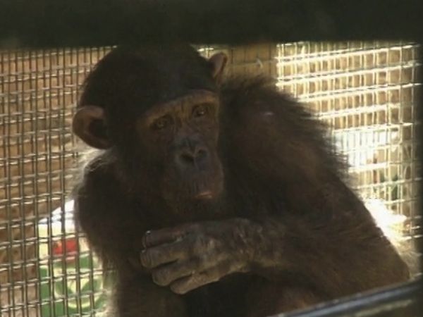 Monkey Business (1998) - Episode 8