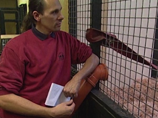 Monkey Business (1998) - Episode 10