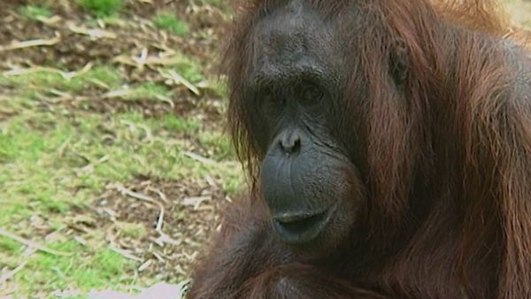 Monkey Business (1998) - Episode 11