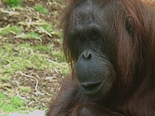 Monkey Business (1998) - Episode 11