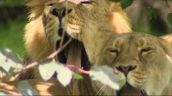 Zoo Days - Episode 1