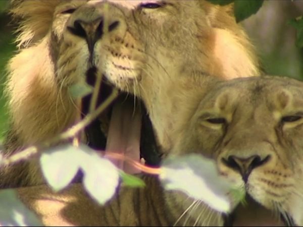 Zoo Days - Episode 1