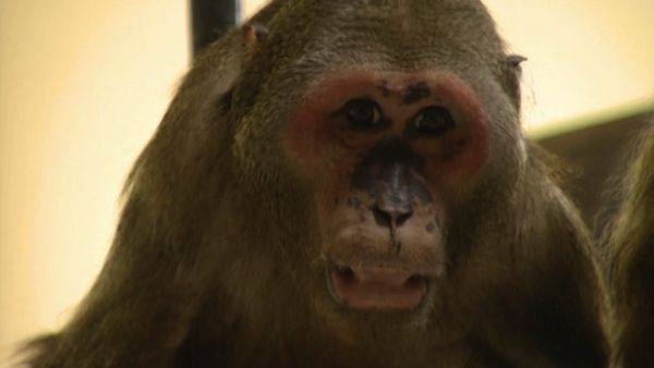 Monkey Business (1998) - Episode 3