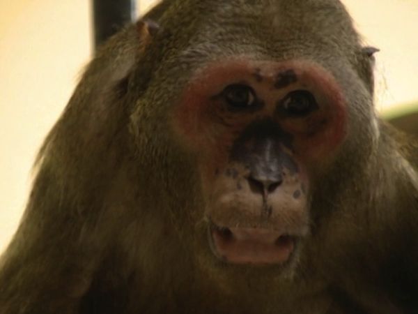 Monkey Business (1998) - Episode 3