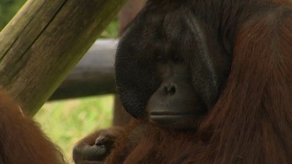 Monkey Business (1998) - Episode 4