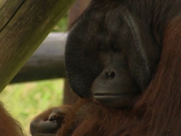 Monkey Business (1998) - Episode 4