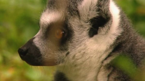 Monkey Business (1998) - Episode 5