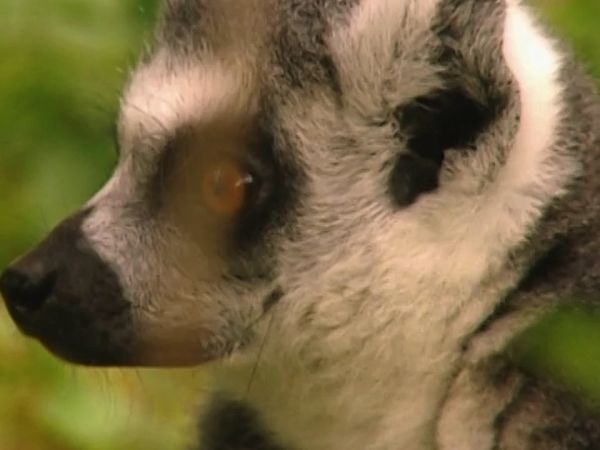 Monkey Business (1998) - Episode 5