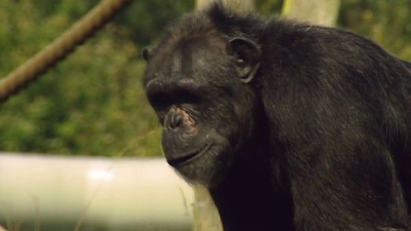 Monkey Business (1998) - Episode 8