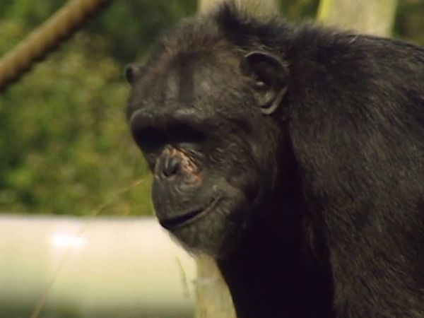 Monkey Business (1998) - Episode 8