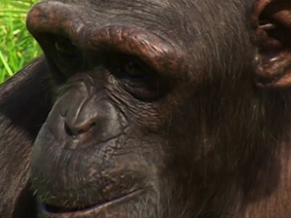 Monkey Business (1998) - Episode 9