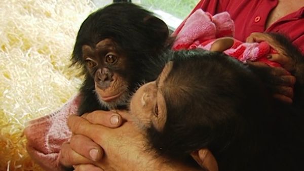 Monkey Business (1998) - Episode 11