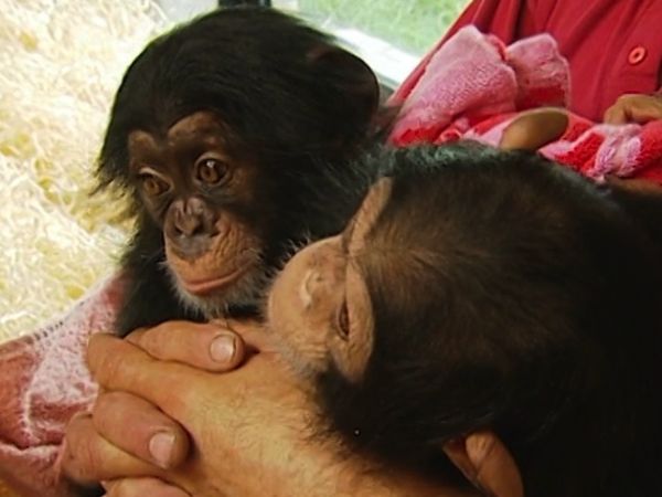 Monkey Business (1998) - Episode 11