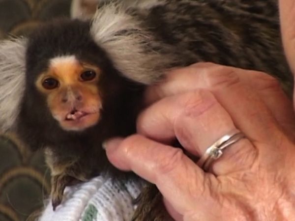 Monkey Business (1998) - Episode 13