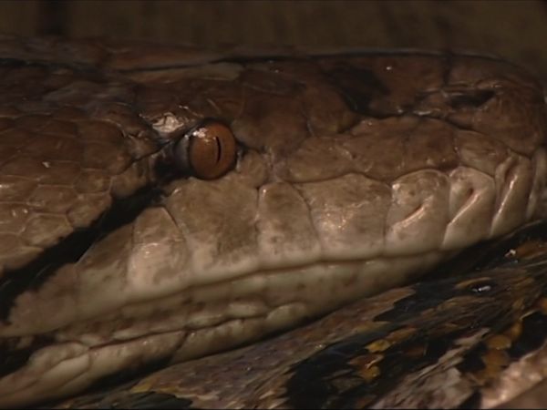 Zoo Days - Episode 2