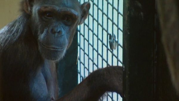 Monkey Business (1998) - Episode 1