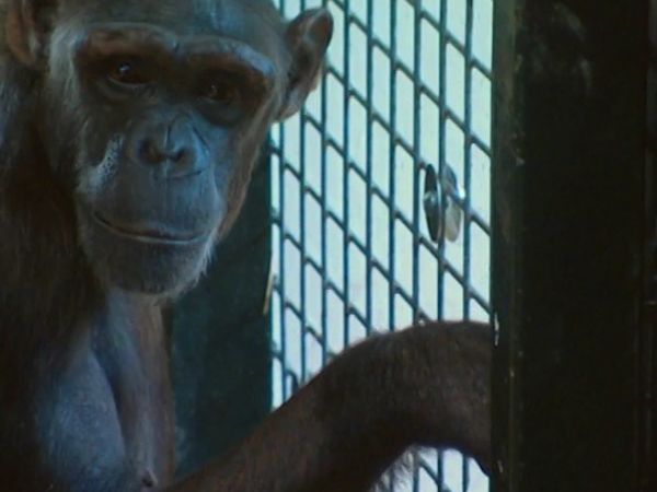 Monkey Business (1998) - Episode 1