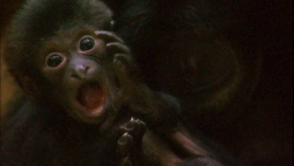 Monkey Business (1998) - Episode 2